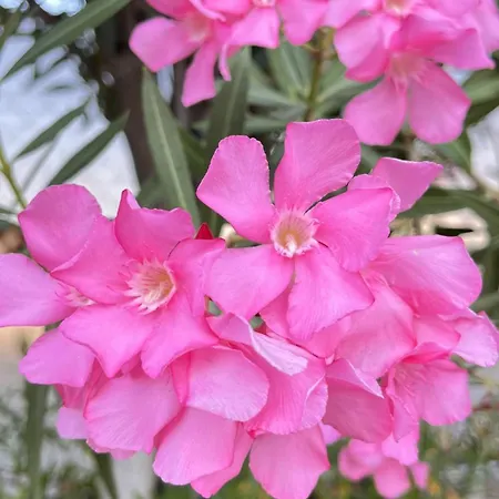 Hotell Dilek Agaci Butik -