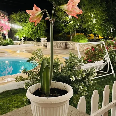 Dilek Agaci Butik - *