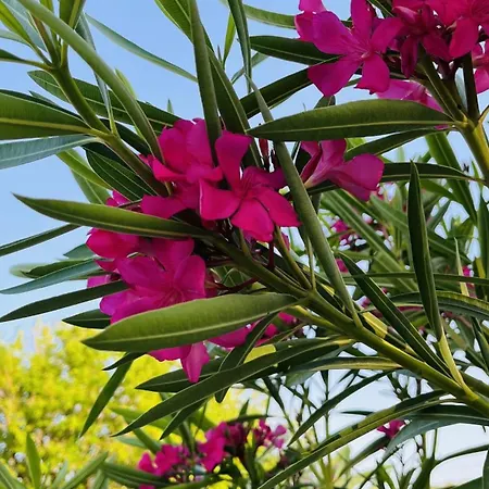 Dilek Agaci Butik - *