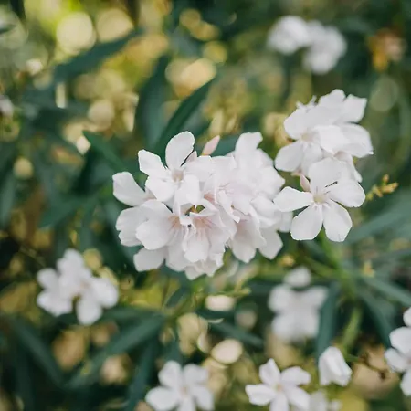 Dilek Agaci Butik - Hotel Karaburun (Izmir)