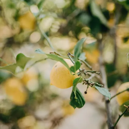 Hotel Dilek Agaci Butik - *