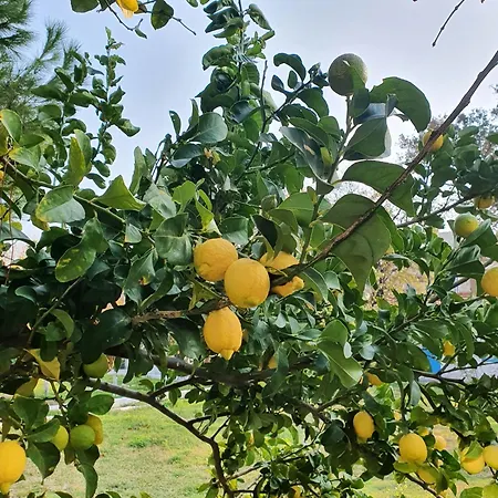 Dilek Agaci Butik - *