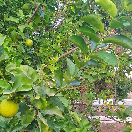 Dilek Agaci Butik - *