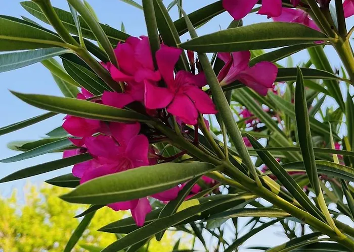 Dilek Agaci Butik - *