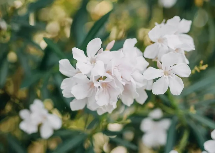 Dilek Agaci Butik - Hotel Karaburun (Izmir)