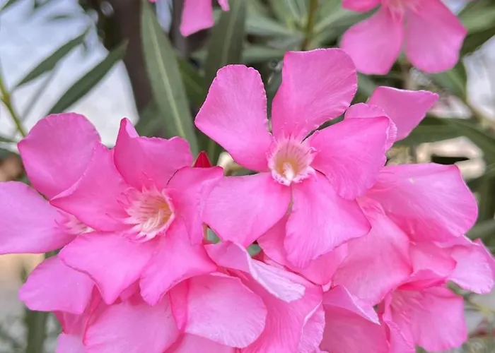 Hotel Dilek Agaci Butik -