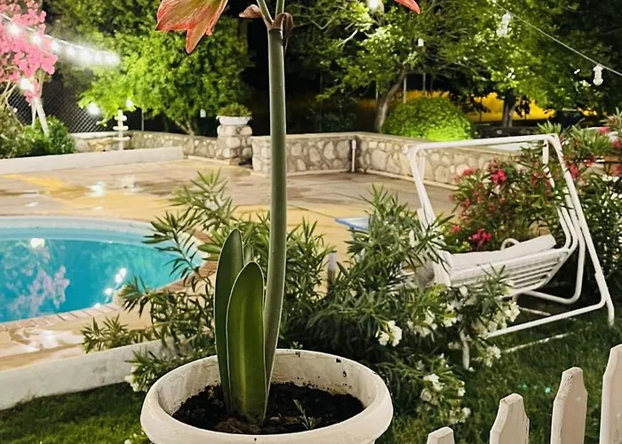 Dilek Agaci Butik - *