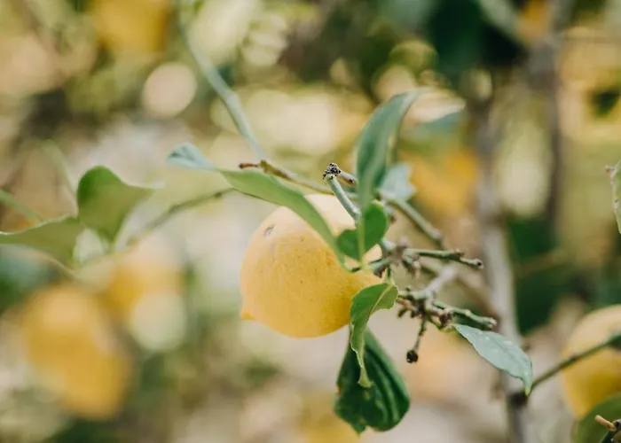 Hotel Dilek Agaci Butik - *