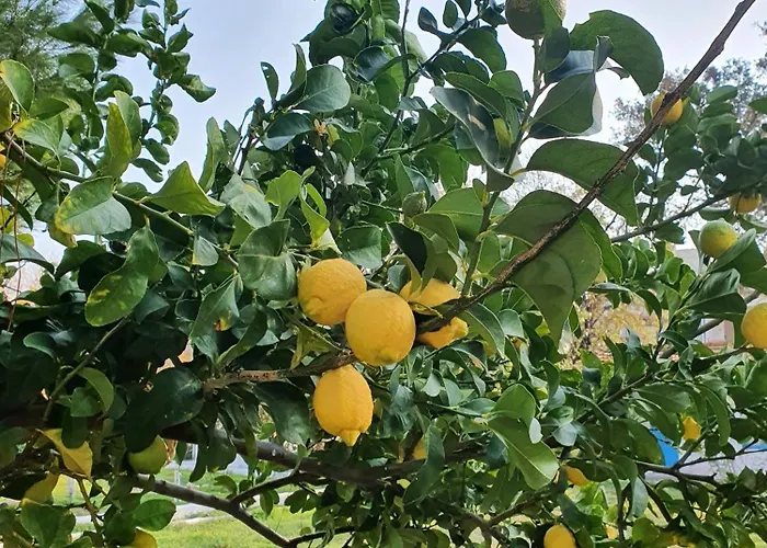 Dilek Agaci Butik - *