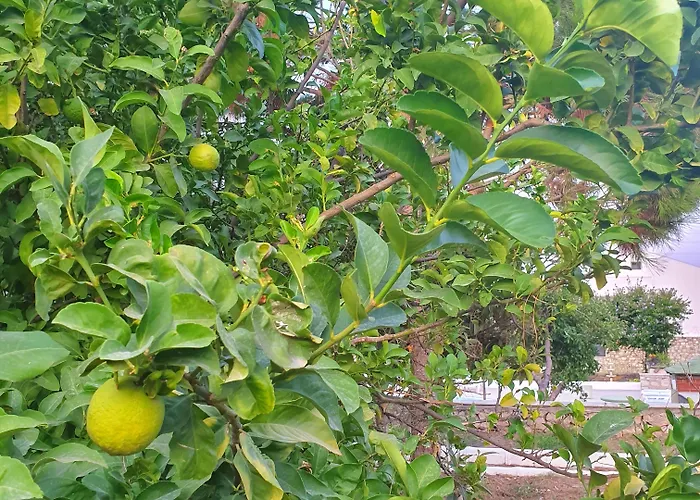 Dilek Agaci Butik - *